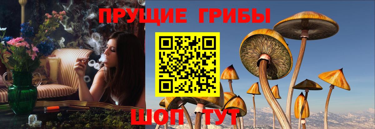 Галлюциногенные грибы Psilocybine cubensis Камень-на-Оби
